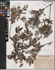 Foto von Salix aurita L. x Salix lapponum L. x Salix repens L.